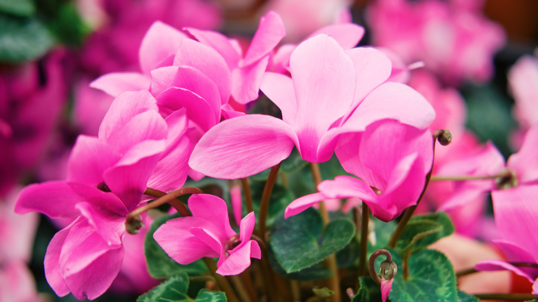 Pink persian cyclamen in bloom