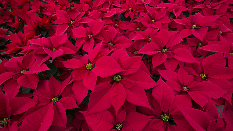 Poinsettia flowers grouped together