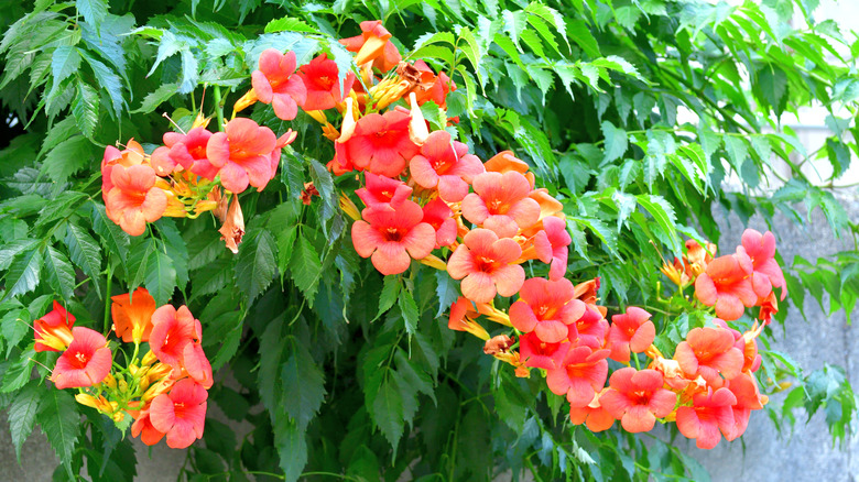 Trumpet creeper vine in bloom