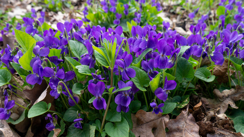 Violets blooming grouped together