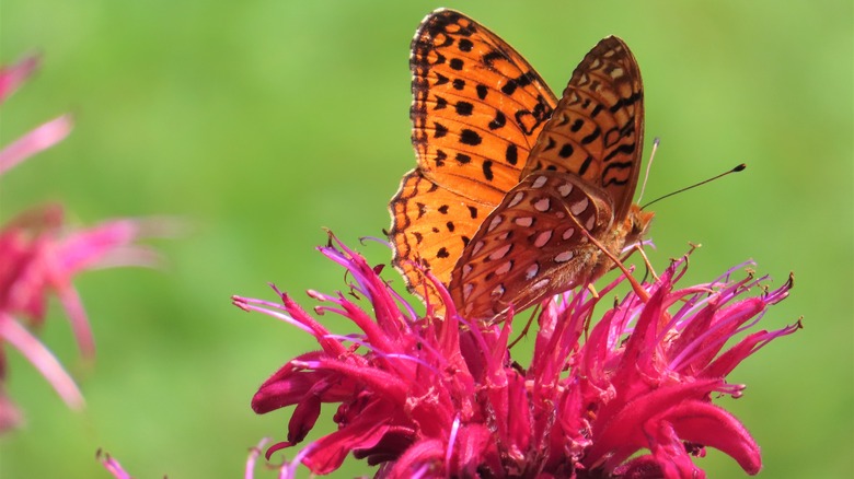 Great spangled fritillary butterfly flower