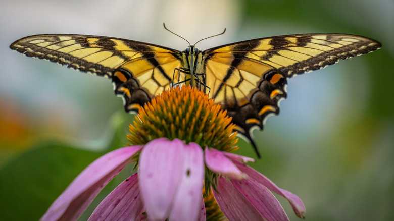 Eastern tiger swallowtail on coneflower