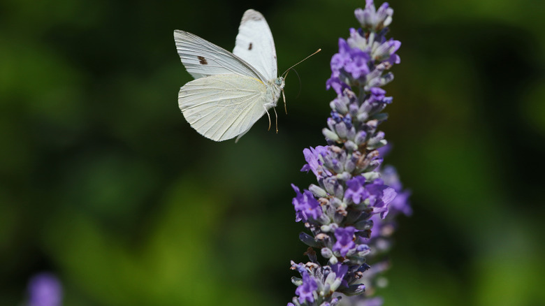 Cabbage white butterfly with lavender