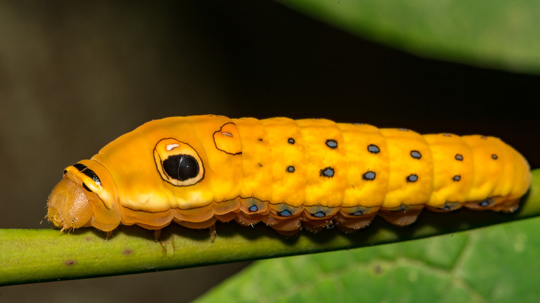 Spicebush swallowtail caterpillar on sassafras