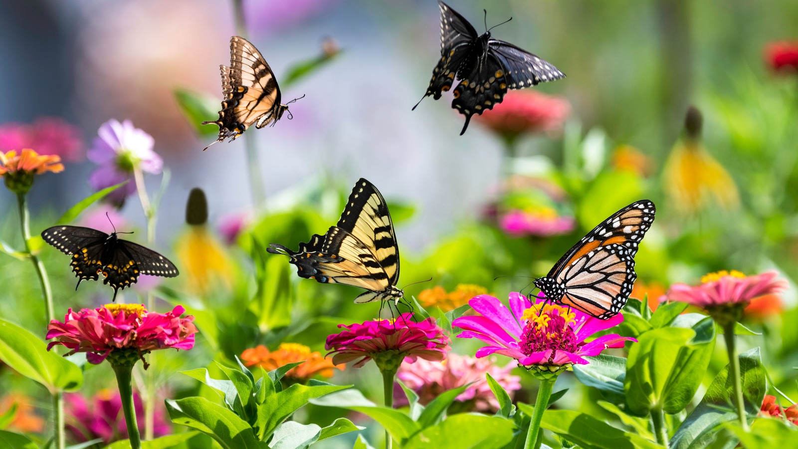 Plants That Will Fill Your Garden With A Variety Of Butterflies