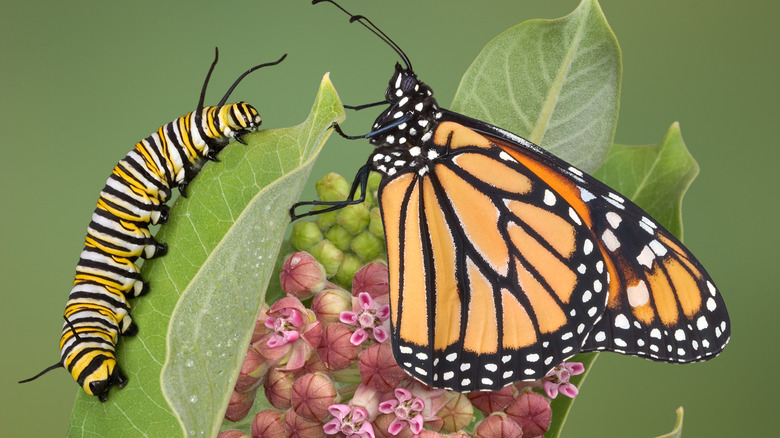 Monarch with caterpillar on milkweed