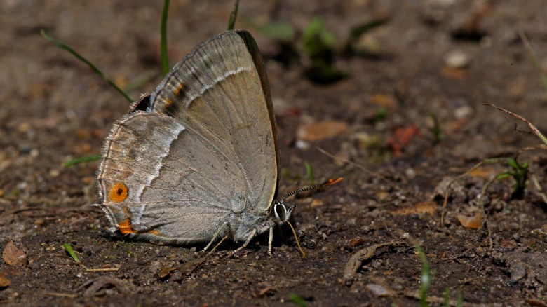 Great Purple Hairstreak on ground