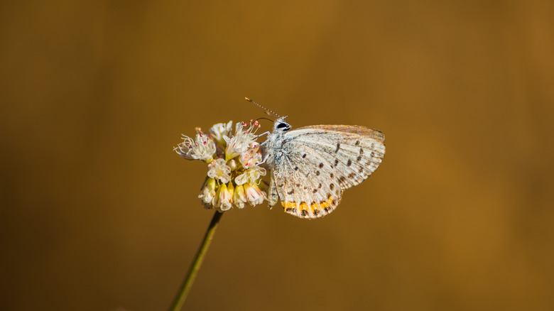 Acmon blue butterfly buckwheat flowers