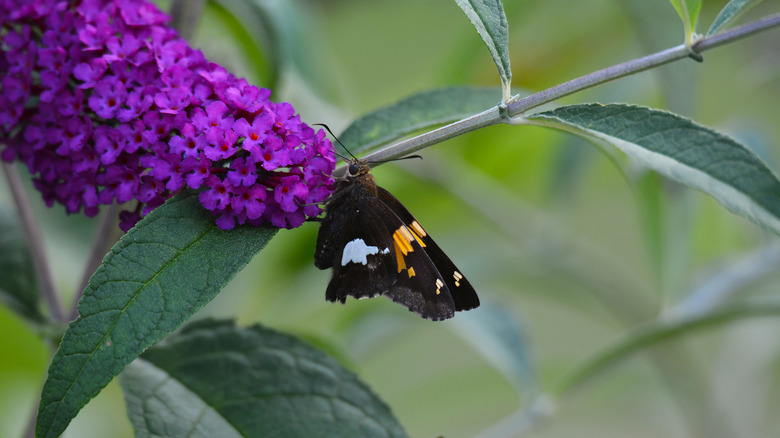 Spotted skipper purple phlox flower