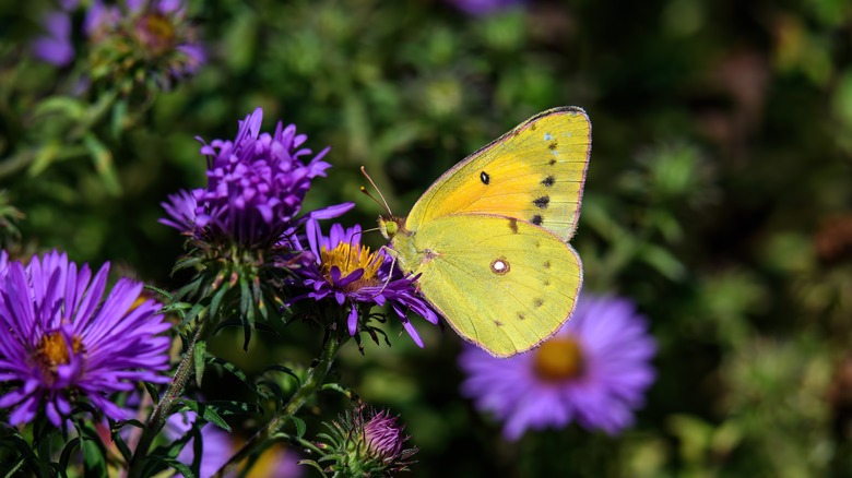 Yellow sulphur butterfly on aster