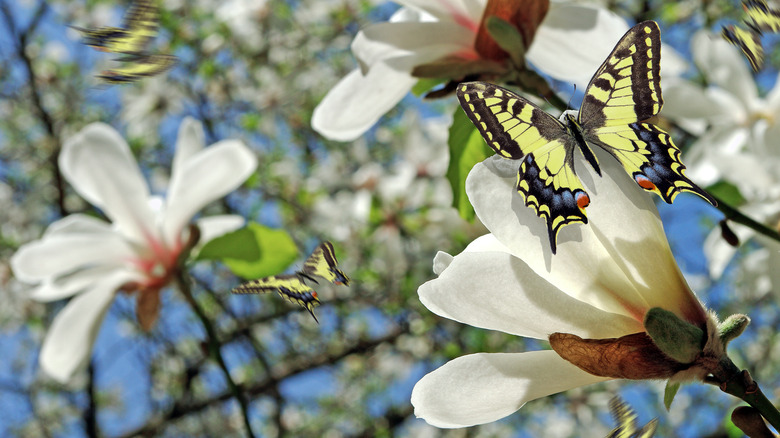 Eastern tiger swallowtail on magnolia