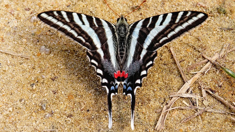Zebra swallowtail on sand