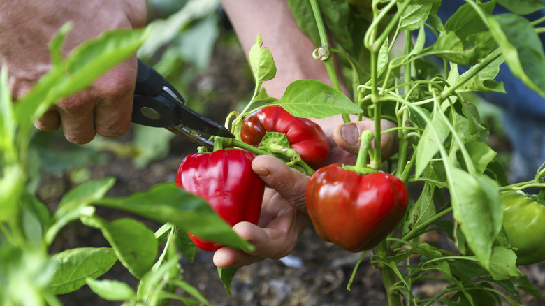 Red bell peppers being harvested