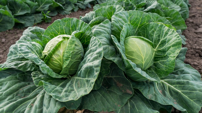 Two cabbages in a garden