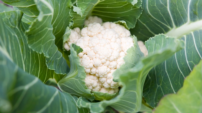 Cauliflower close up white head