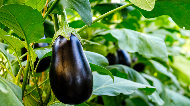 Eggplant hanging from a stem