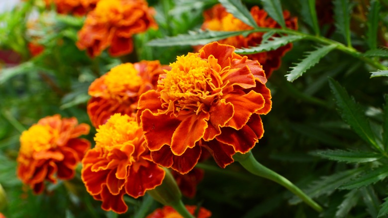 Marigolds blooming orange and yellow