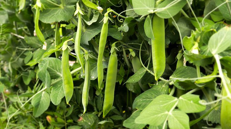Green peas in their pods