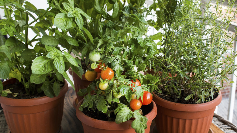Tomatoes growing next to herbs