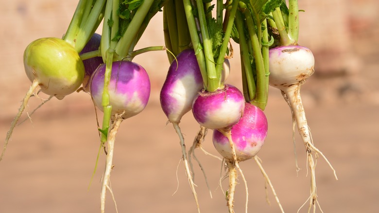 Fresh turnips being held up