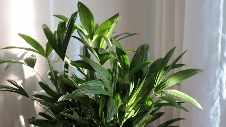 Broadleaf Lady Palm plant indoors 