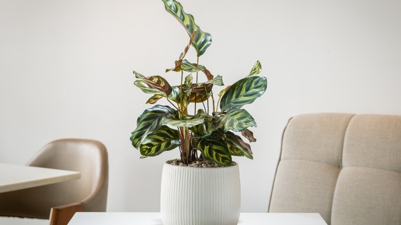 Calathea plant in apartment 