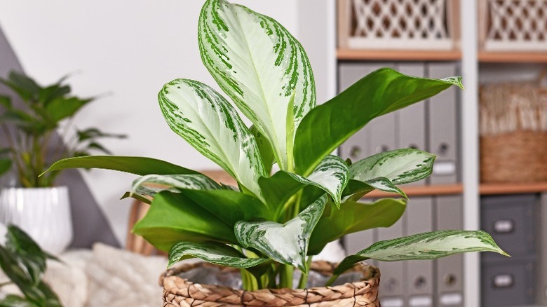 Chinese Evergreen plant in apartment 