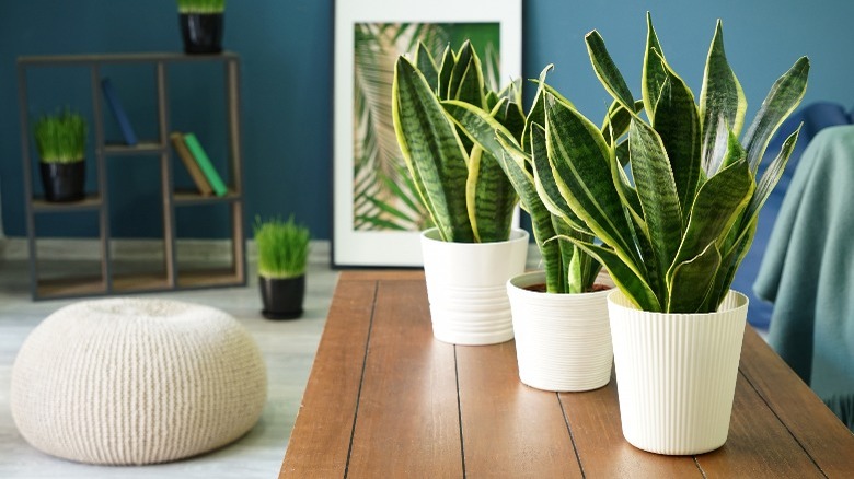 Snake plants in apartment 