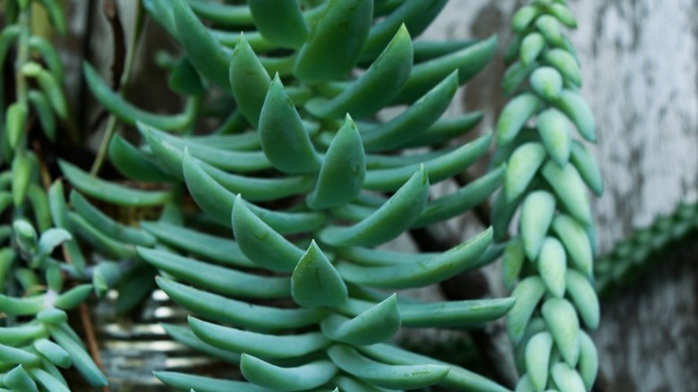 String of Bananas plant vines 