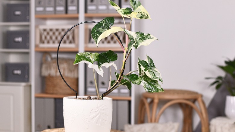 Arrowhead plant on coffee table 