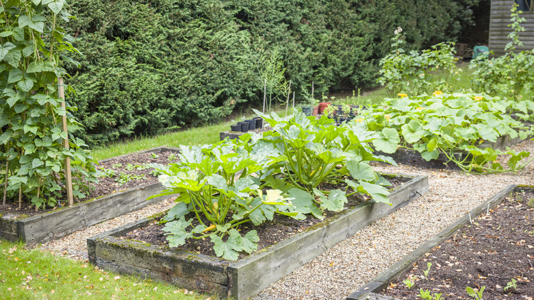 A well-tended vegetable garden.