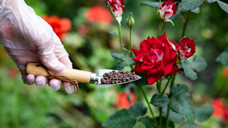 Gloved hand holding a small trowel with fertilizer for the roses