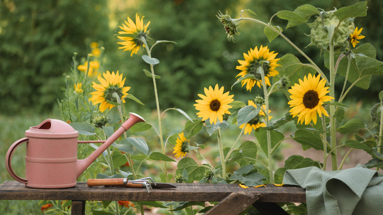 Tall sunflowers growing next to a wooden fence with a watering can, hand cultivator and trowel resting on top of the railing.