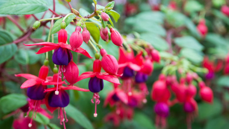 Fuchsia flower