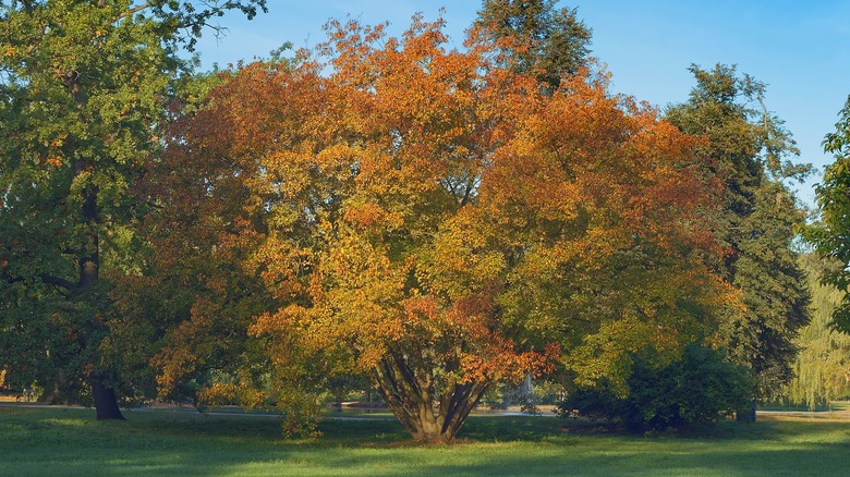 Amur maple tree changing leaves