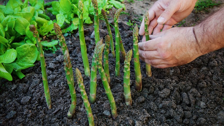 Asparagus being harvested by hand