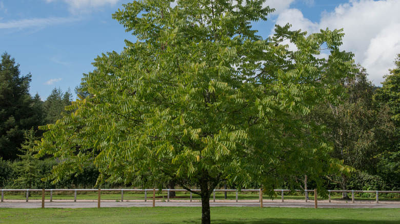 Large black walnut tree