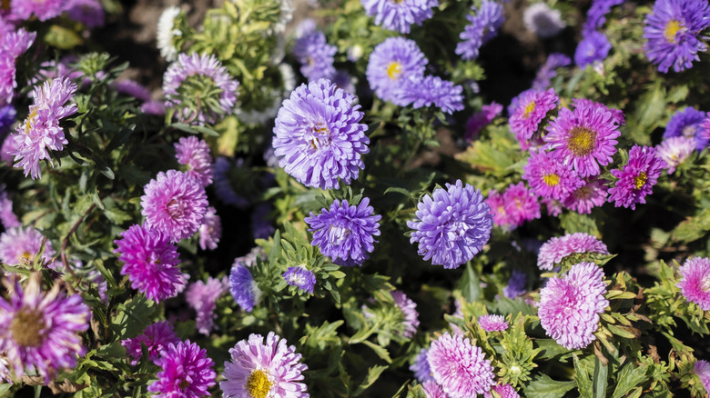 China asters growing together