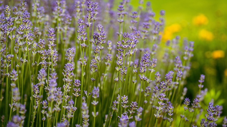 Lavender flowers in purple bloom