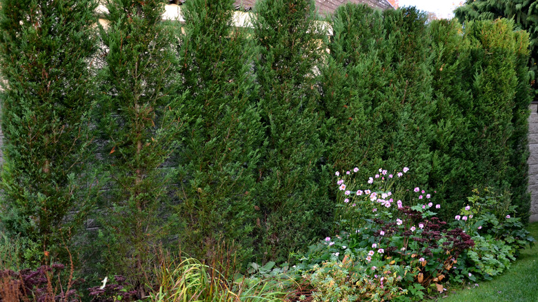 Leyland cypress trees as hedge