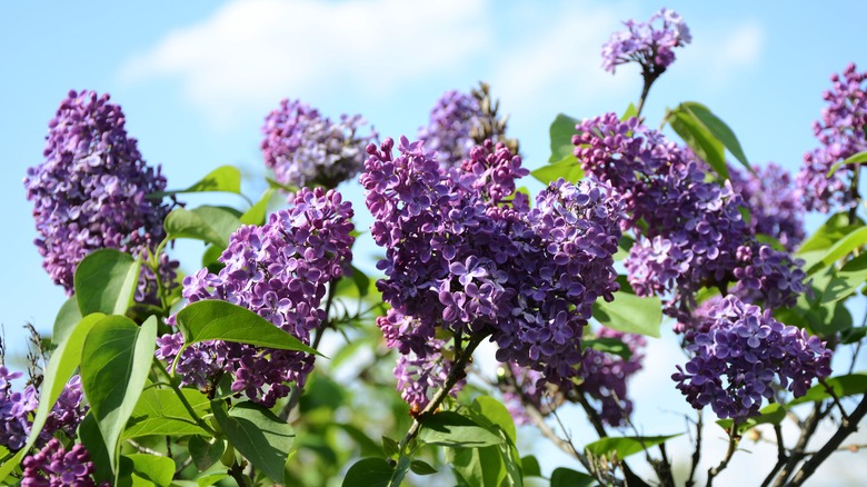 Lilac bush blooming against sky