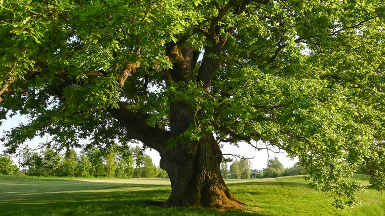 Oak tree with green foliage