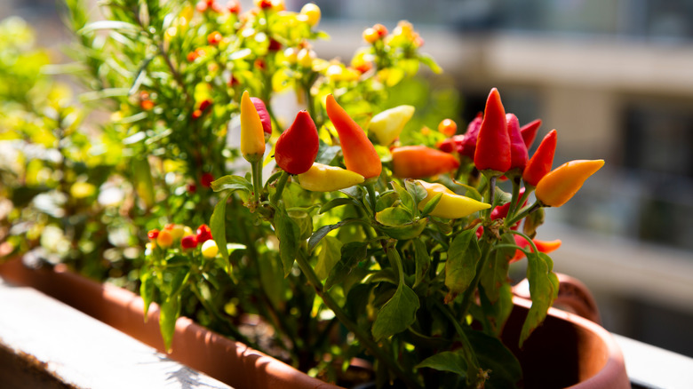 Peppers growing in balcony container