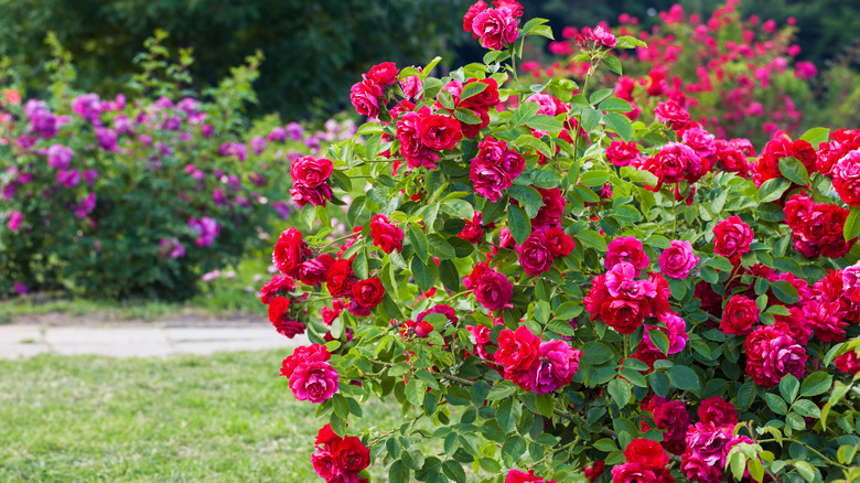 Red roses blooming on bush