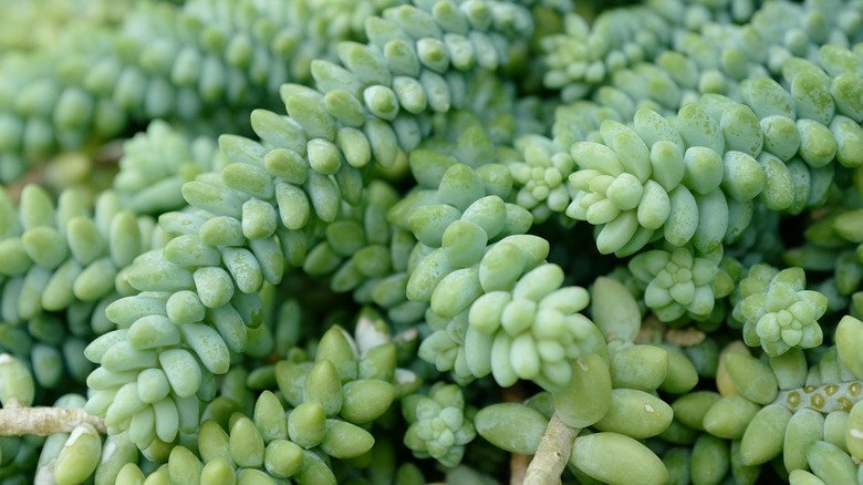 Sedum burrito succulent green stems