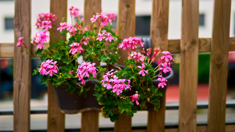 Tender geraniums in hanging planter