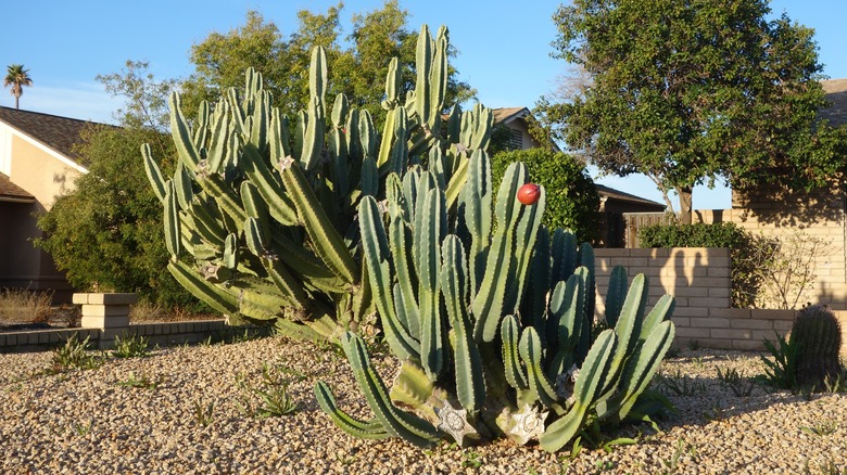 Peruvian apples cacti