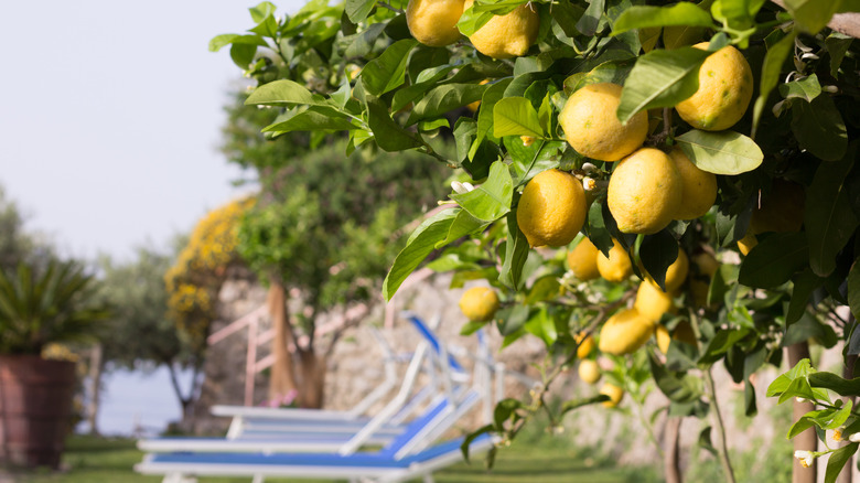 backyard lemon tree