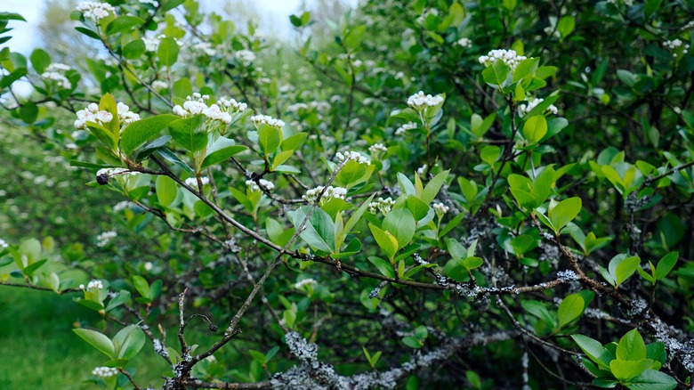 Chokeberry bush with white blooms