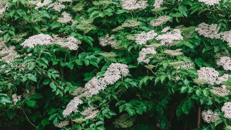 Elderberry bush with white flowers